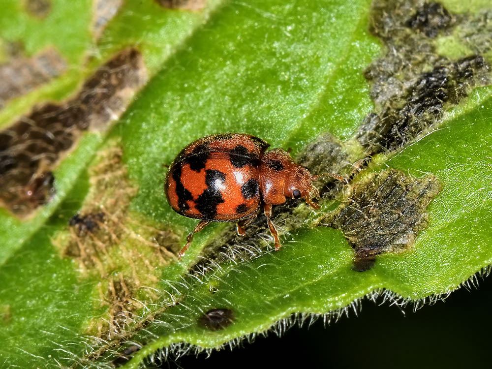 Coccinella senza macchie: S. vigintiquatuorpunctata